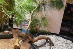 White Pine