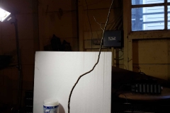 Boxelder