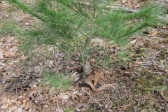 White Pine