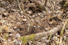 Yellow Birch