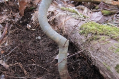 Yellow Birch