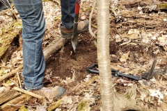 Yellow Birch