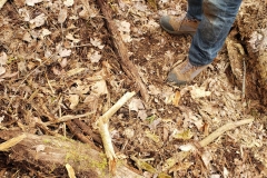 Yellow Birch