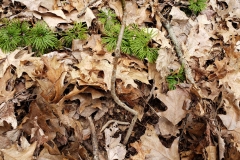Boxelder
