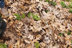 Boxelder