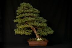 Dwarf Scots Pine