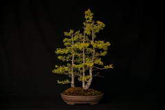 Eastern Larch Forest