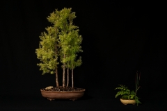 American Larch Forest