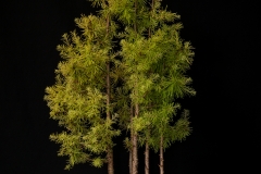 American Larch Forest