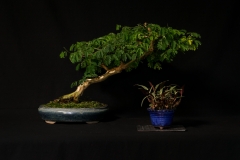Brazillian Raintree