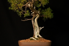 Eastern Red Cedar