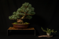 Japanese White Pine