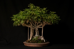Hawaiian Shefflera