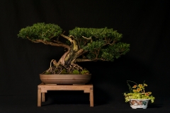 Yew