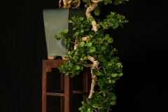 Natal Plum