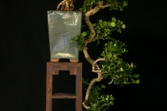 Natal Plum