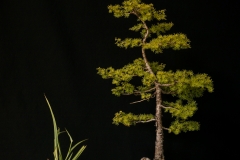 Eastern Larch