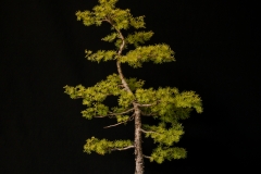 Eastern Larch
