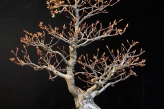 Acer-rubrum