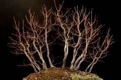 Carpinus-Caroliniana