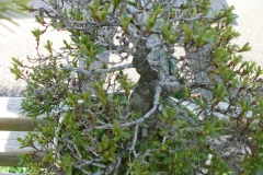 DSCF0971A