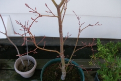 DSCF0976A