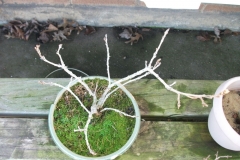 DSCF0977