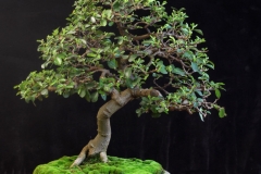 Grewia-Occidentalis