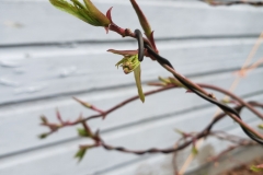 Japanese-maple-1