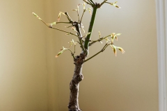 JapaneseMaple