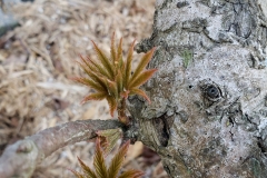 Ohio-buckeye