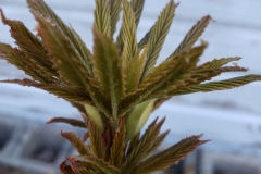 Ohio-buckeye2