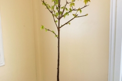 TridentMaple