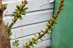 bald-cypress