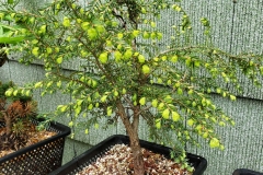 canadian-hemlock