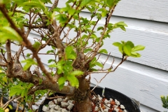 chinese-elm