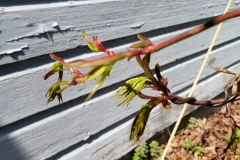 japanese-maple-2