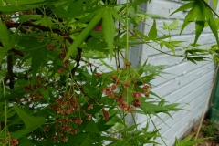 japanese-maple-3