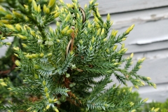 juniper-holger